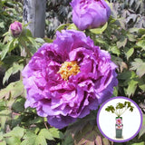 Bujor Copac (Paeonia suffruticosa) cu flori liliachiu, planta ornamentala de gradina, inflorire spectaculoasa si parfum delicat, inradacinat in ghiveci