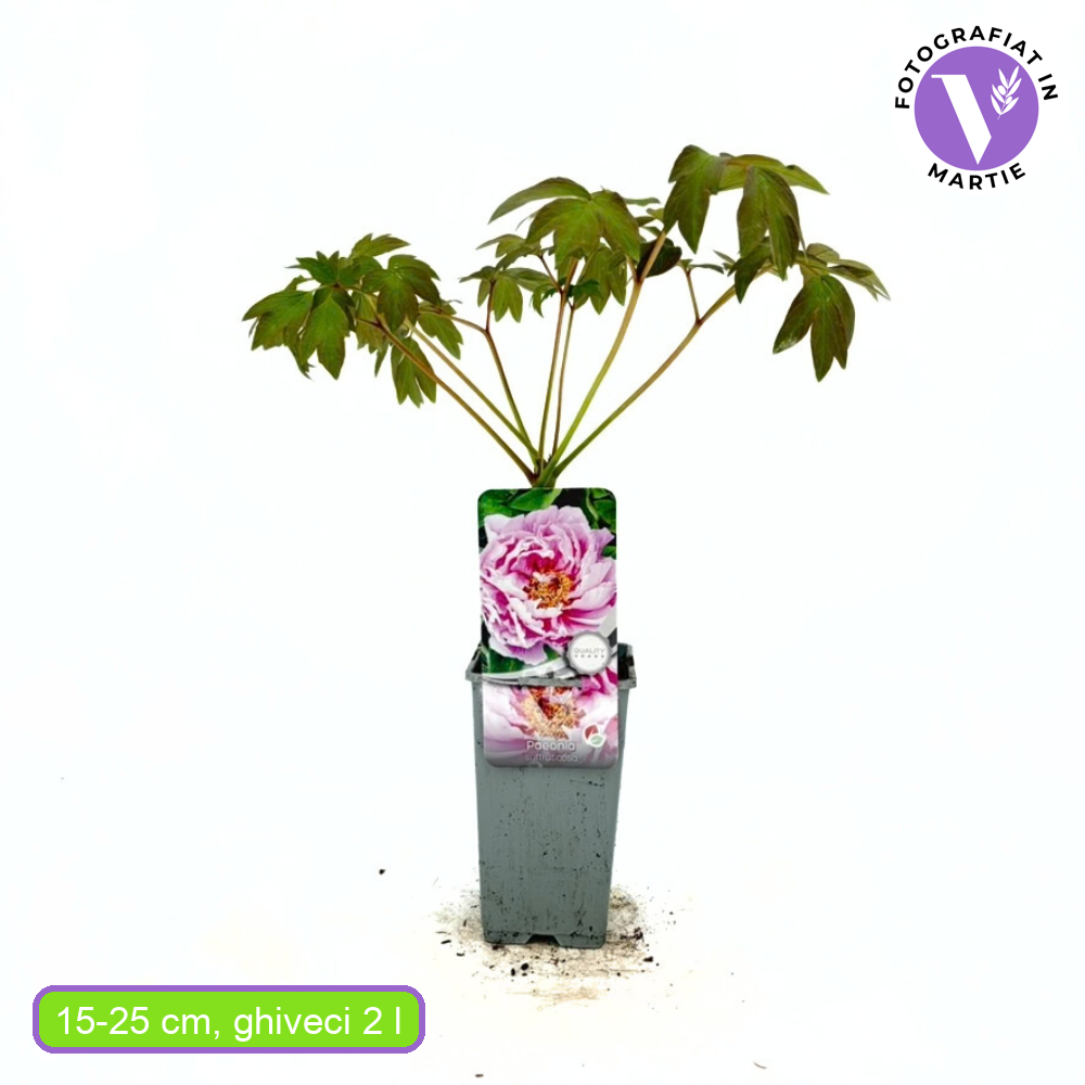 Bujor Copac (Paeonia suffruticosa) cu flori liliachiu, planta ornamentala de gradina, inflorire spectaculoasa si parfum delicat, inradacinat in ghiveci