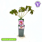 Bujor Copac (Paeonia suffruticosa) cu flori liliachiu, planta ornamentala de gradina, inflorire spectaculoasa si parfum delicat, inradacinat in ghiveci