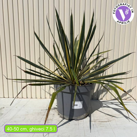 Yucca variegata Bright Edge, frunze galben-verde, flori alb-rosii parfumate, rezistenta la ger si sceta