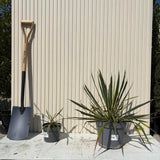 Yucca variegata Bright Edge, frunze galben-verde, flori alb-rosii parfumate, rezistenta la ger si sceta