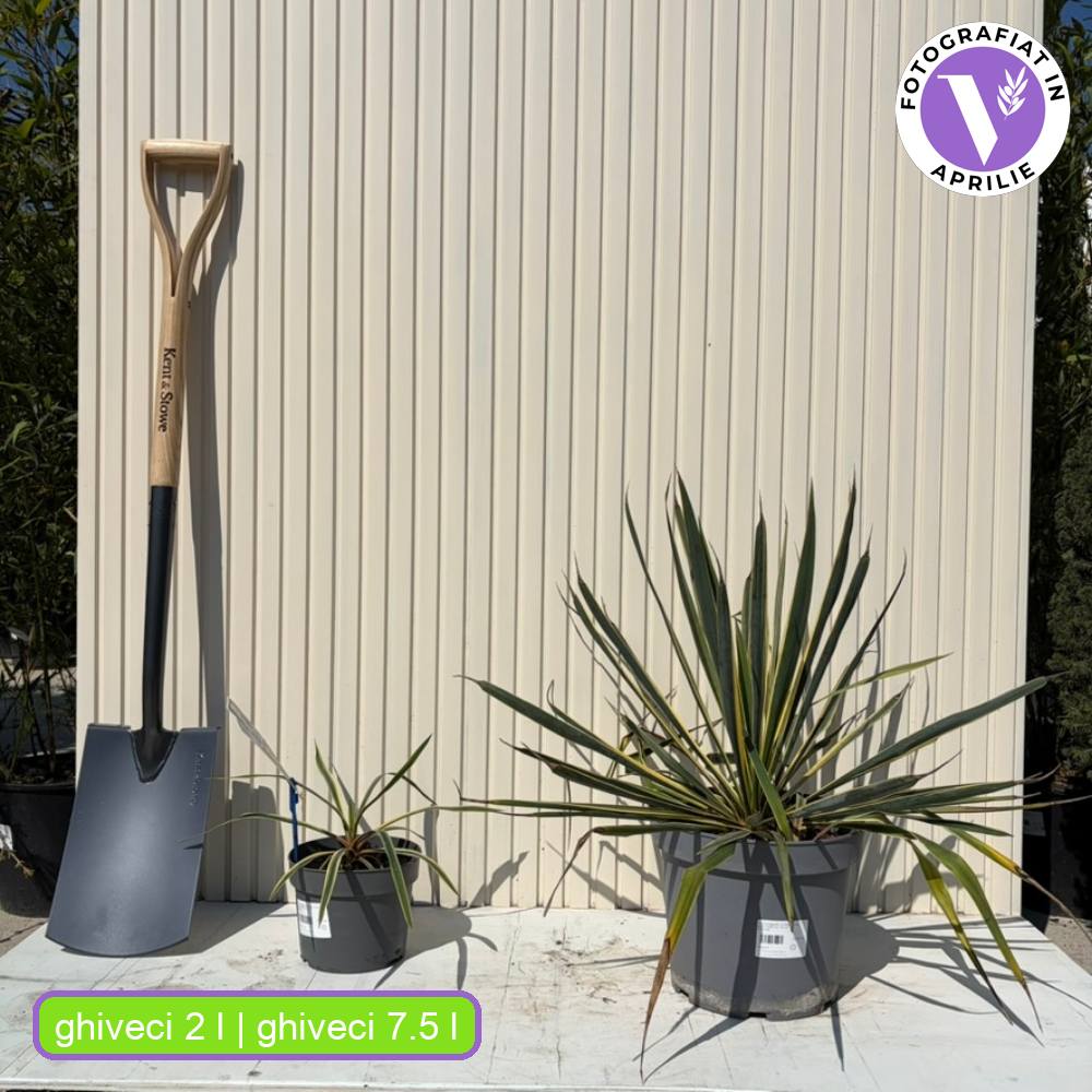 Yucca variegata Bright Edge, frunze galben-verde, flori alb-rosii parfumate, rezistenta la ger si sceta