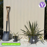 Yucca variegata Bright Edge, frunze galben-verde, flori alb-rosii parfumate, rezistenta la ger si sceta