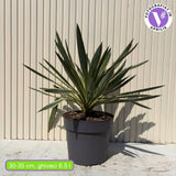 Yucca Gloriosa Variegata, rezistenta, frunze bicolore, flori albe spectaculoase, planta mediteraneana pentru soare, vesnic verde, frunze verzi si marginii aurii, rezistenta la ger