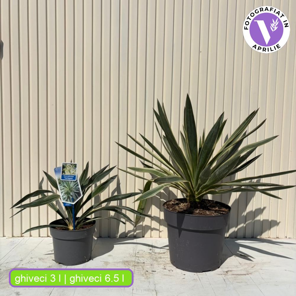 Yucca Gloriosa Variegata, rezistenta, frunze bicolore, flori albe spectaculoase, planta mediteraneana pentru soare, vesnic verde, frunze verzi si marginii aurii, rezistenta la ger