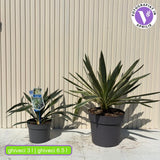 Yucca Gloriosa Variegata, rezistenta, frunze bicolore, flori albe spectaculoase, planta mediteraneana pentru soare, vesnic verde, frunze verzi si marginii aurii, rezistenta la ger