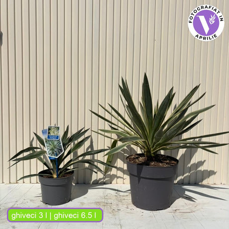 Yucca Gloriosa Variegata, rezistenta, frunze bicolore, flori albe spectaculoase, planta mediteraneana pentru soare, vesnic verde, frunze verzi si marginii aurii, rezistenta la ger