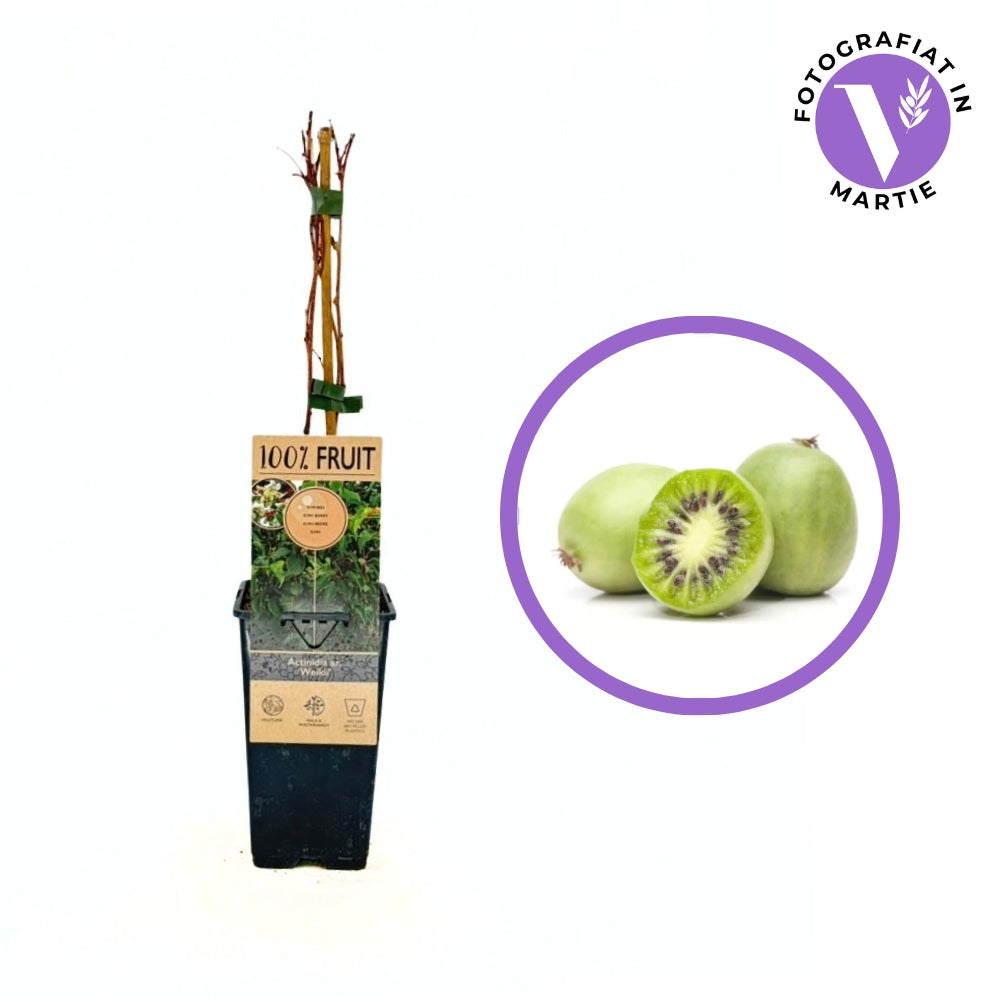 Kiwi de Siberia Weiki (Actinidia arguta), mascul, cu fructe mici dulci, bogate in vitamina C