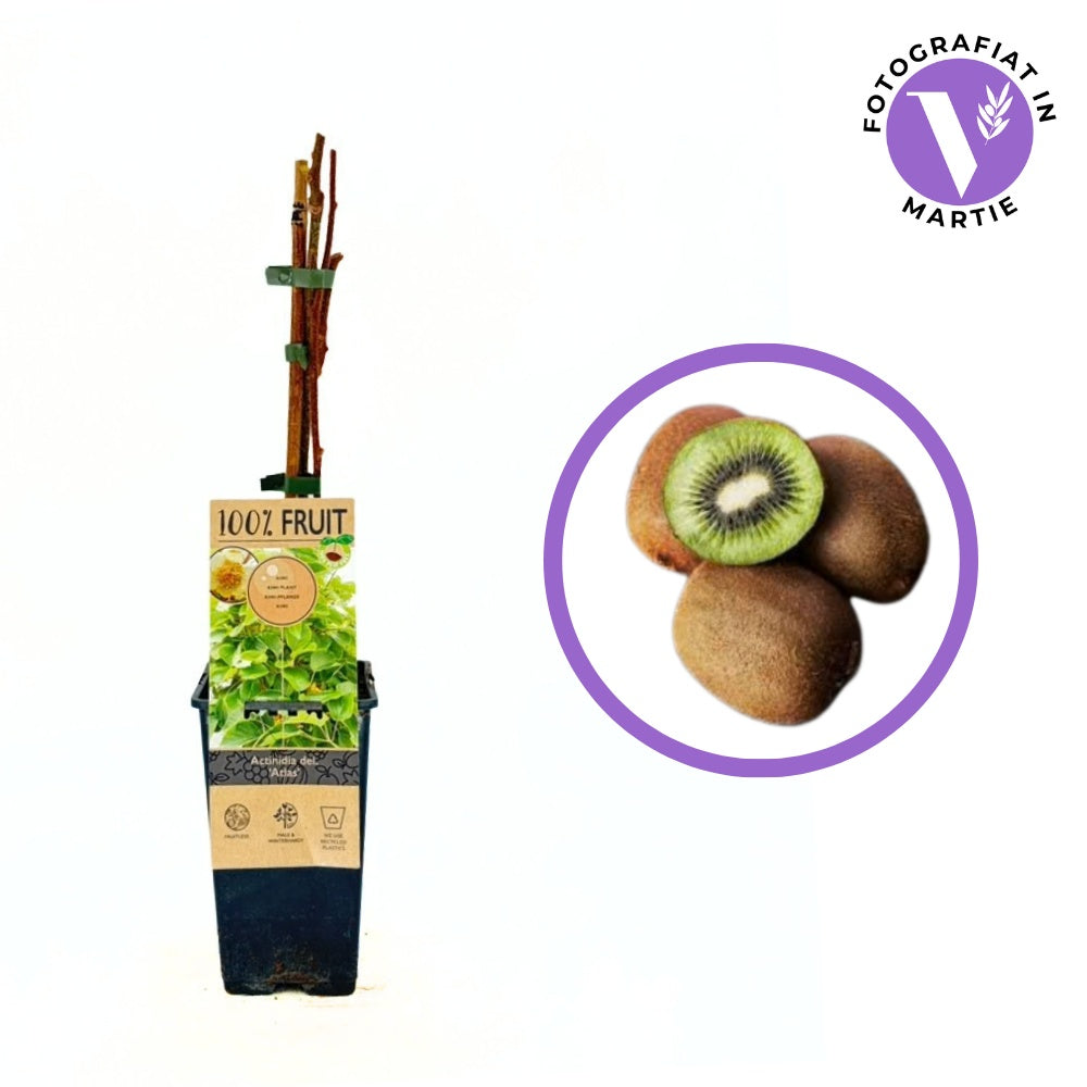 Kiwi de Siberia Atlas (Actinidia arguta), mascul, cu fructe mici dulci, bogate in vitamina C