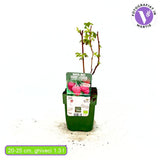 Zmeura Sweet Sister productiva si aromata, ideala pentru gradina de acasa, an 1 pe rod