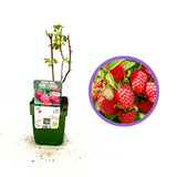 Zmeura Sweet Sister productiva si aromata, ideala pentru gradina de acasa, an 1 pe rod