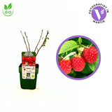 Zmeura Summerchef BIO cu aroma intensa si fructe mari ideale pentru deserturi, an 1 pe rod