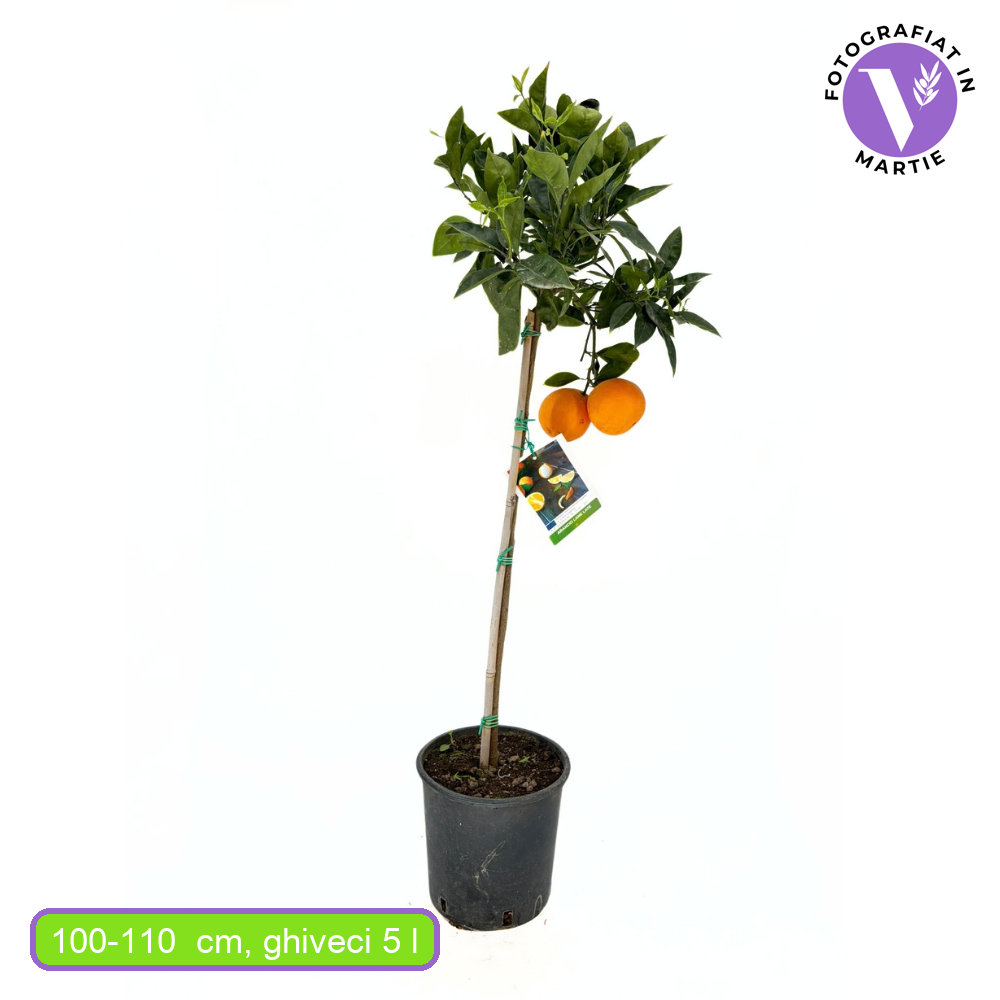 Portocal Lane Late (Citrus sinensis), cu fructe dulci mari portocalii, an 2 pe rod