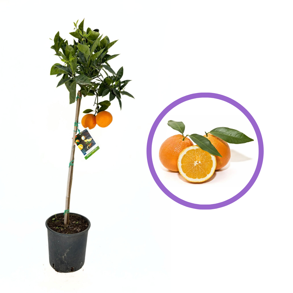 Portocal Lane Late (Citrus sinensis), cu fructe dulci mari portocalii, an 2 pe rod