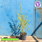 Alunul vrajitoarelor Arnolds Promise (Hamamelis intermedia), arbust cu flori galbene, parfumate iarna, rezistent la ger pentru gradina