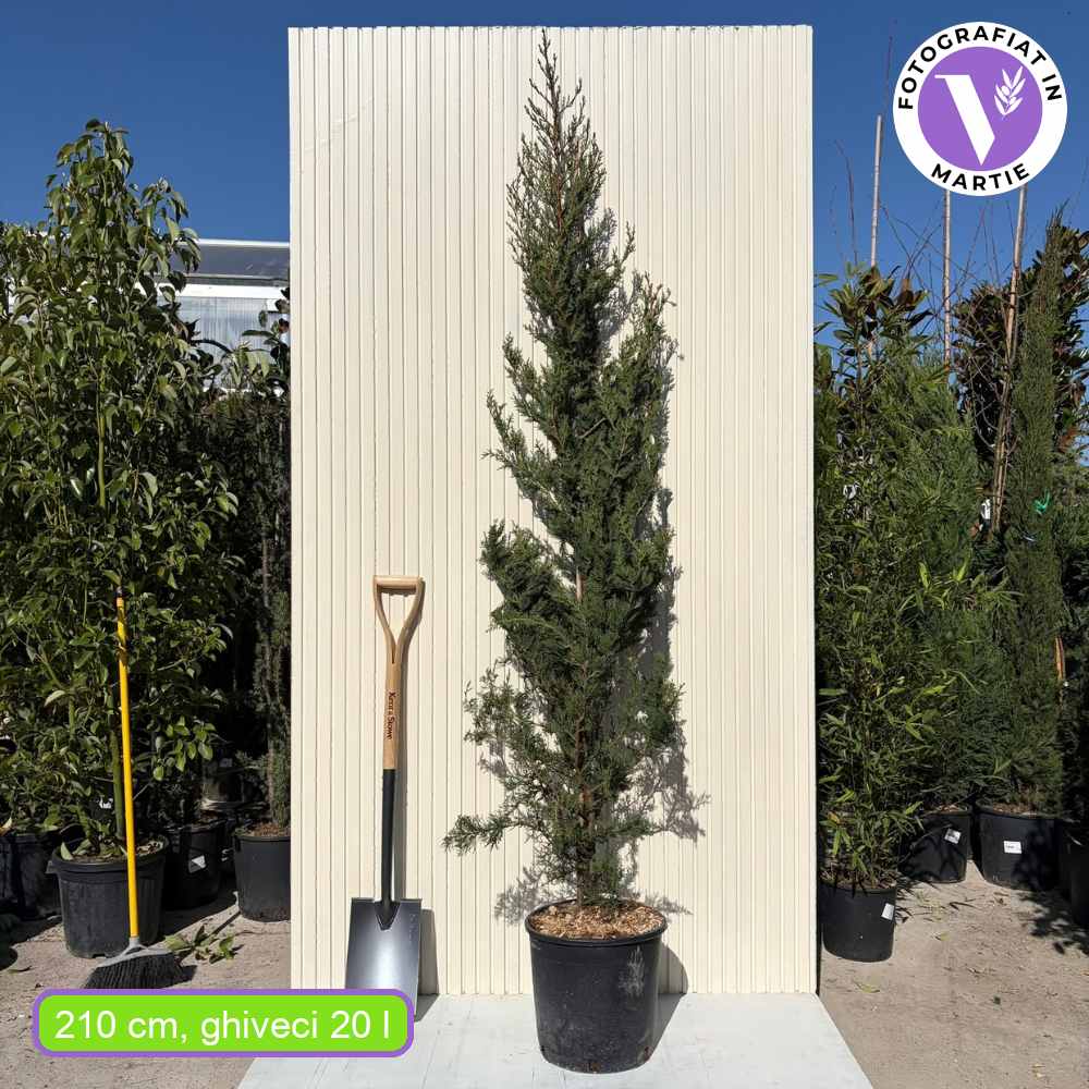 Chiparos Italian (Cupressus sempervirens Pyramidalis), columnar, rezistent, verde intens, crestere rapida