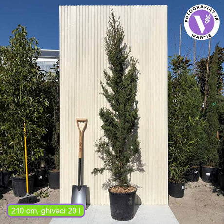 Chiparos Italian (Cupressus sempervirens Pyramidalis), columnar, rezistent, verde intens, crestere rapida