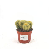 Cactusul conic auriu (Parodia leninghausii), 15 cm, cactus decorativ cu aspect spectaculos si ingrijire usoara