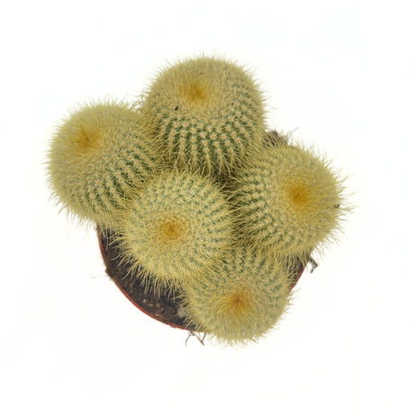 Cactusul conic auriu (Parodia leninghausii), 15 cm, cactus decorativ cu aspect spectaculos si ingrijire usoara