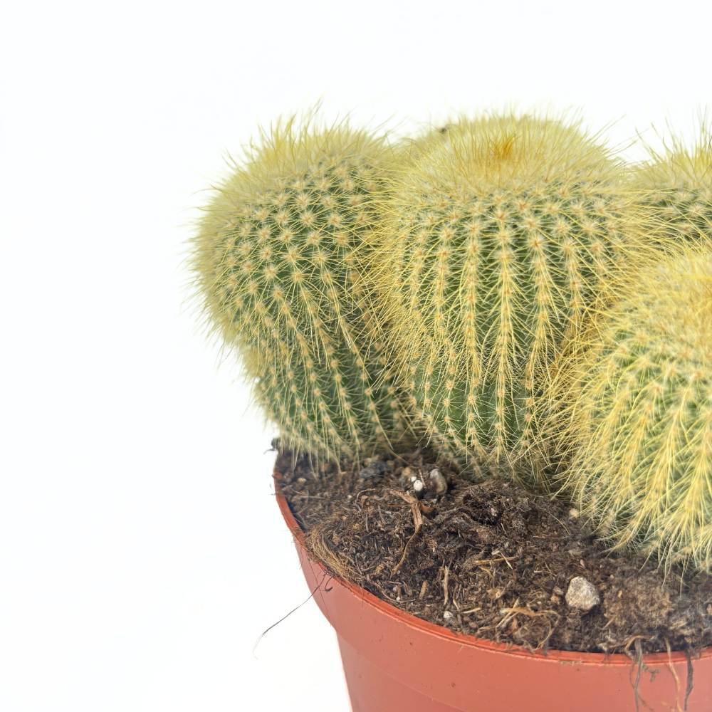 Cactusul conic auriu (Parodia leninghausii), 15 cm, cactus decorativ cu aspect spectaculos si ingrijire usoara