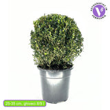Buxus Sempervirens Sferic (Cimisir), forma globulara, vesnic verde, aspect elegant pentru gradina