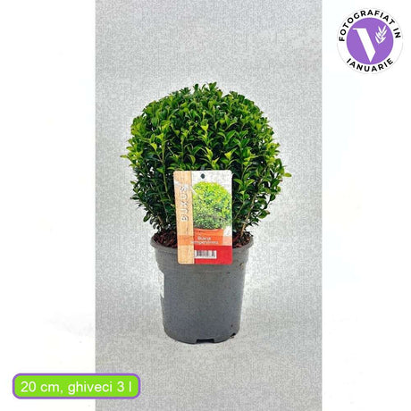 Buxus Sempervirens Sferic (Cimisir), forma globulara, vesnic verde, aspect elegant pentru gradina