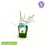 Afin Timpuriu Reka (Vaccinium corymbosum), tufis productiv cu fructe mari albastre dulci-acrisoare, an 1 pe rod
