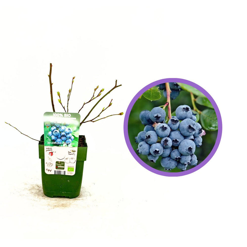 Afin Timpuriu Reka (Vaccinium corymbosum), tufis productiv cu fructe mari albastre dulci-acrisoare, an 1 pe rod