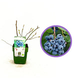 Afin Timpuriu Reka (Vaccinium corymbosum), tufis productiv cu fructe mari albastre dulci-acrisoare, an 1 pe rod