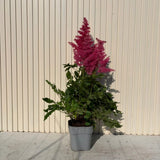 Astilbe Heavy Metal, planta perena umbra, Inflorescente roz intense, aspect elegant si bogat, ideal semi-umbra sau umbra