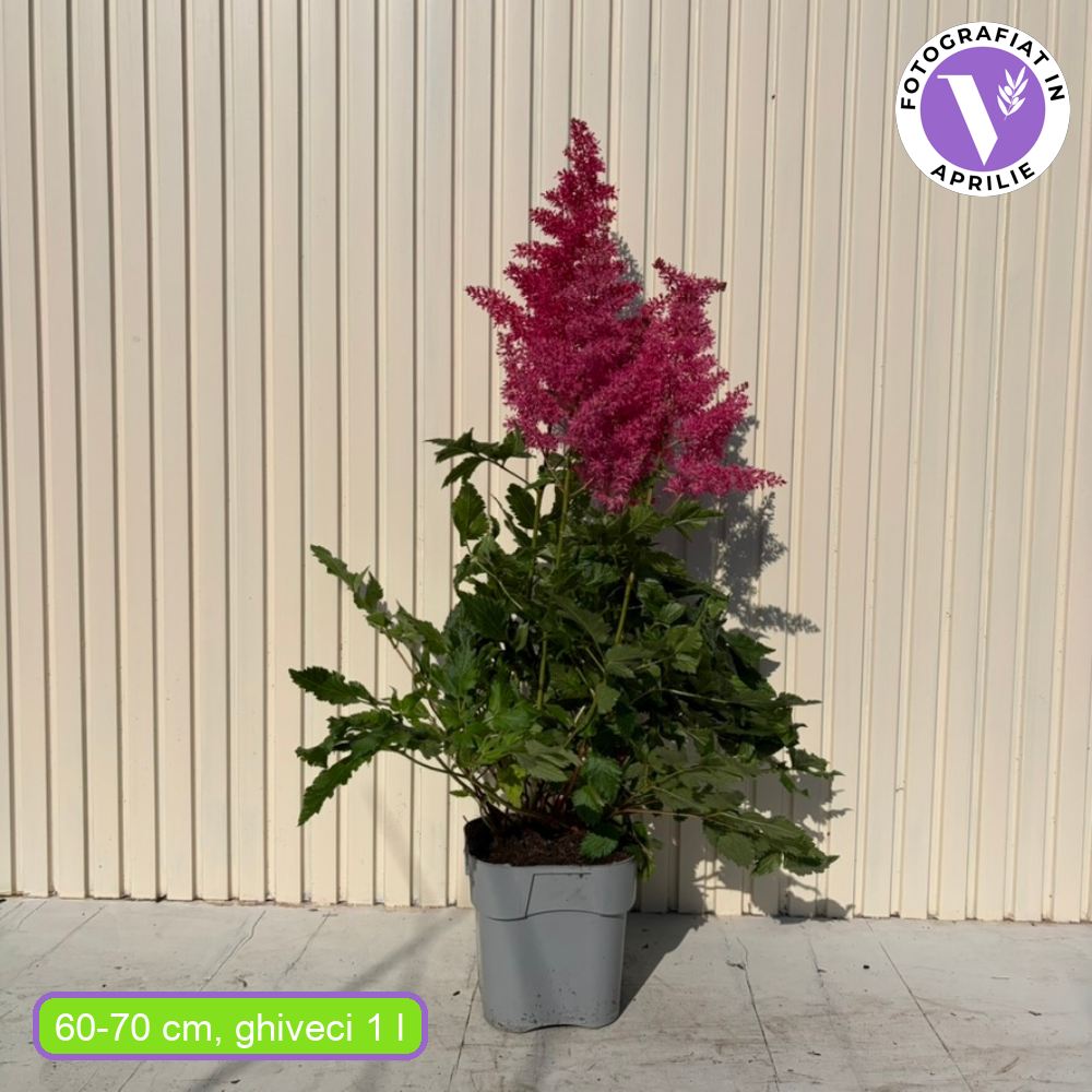 Astilbe Heavy Metal, planta perena umbra, Inflorescente roz intense, aspect elegant si bogat, ideal semi-umbra sau umbra