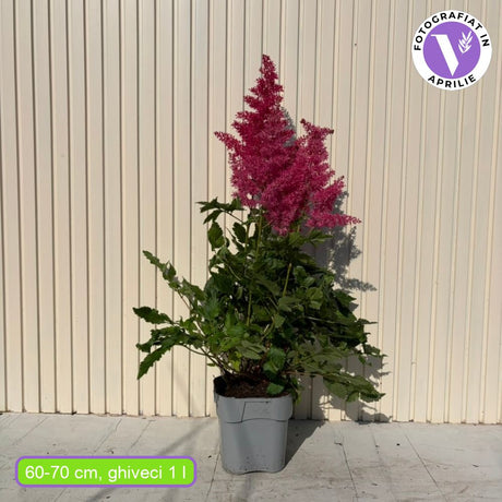 Astilbe Heavy Metal, planta perena umbra, Inflorescente roz intense, aspect elegant si bogat, ideal semi-umbra sau umbra