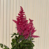 Astilbe Heavy Metal, planta perena umbra, Inflorescente roz intense, aspect elegant si bogat, ideal semi-umbra sau umbra