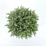 Chiparos Globular Blue Moon (Chamaecyparis pisifera) conifer albastru sferic, vesnic verde, pitic