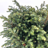 Chiparos Globular Blue Moon (Chamaecyparis pisifera) conifer albastru sferic, vesnic verde, pitic