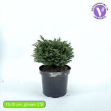 Chiparos Globular Blue Moon (Chamaecyparis pisifera) conifer albastru sferic, vesnic verde, pitic