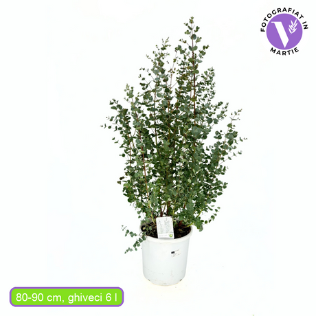 Eucalipt Gunnii Azur, vesnic verde cu frunzis albastru-argintiu, cu parfum proaspat, rezistent la ger cu frunze parfumate