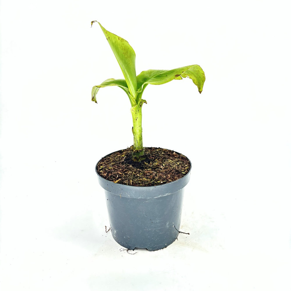 Bananier japonez (Musa Basjoo), 35 cm, rezistent la frig, suporta -10°C, ideal gradina sau interior