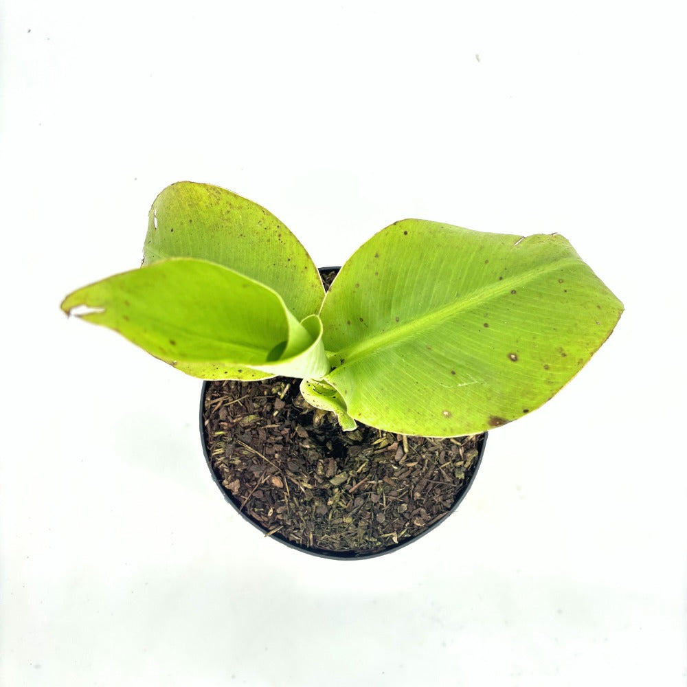 Bananier japonez (Musa Basjoo), 35 cm, rezistent la frig, suporta -10°C, ideal gradina sau interior