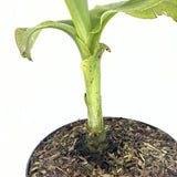 Bananier japonez (Musa Basjoo), 35 cm, rezistent la frig, suporta -10°C, ideal gradina sau interior