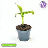 Bananier japonez (Musa Basjoo), 35 cm, rezistent la frig, suporta -10°C, ideal gradina sau interior