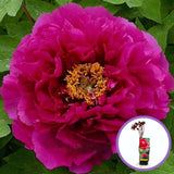 Bujor Copac Mo Run Jue Lun