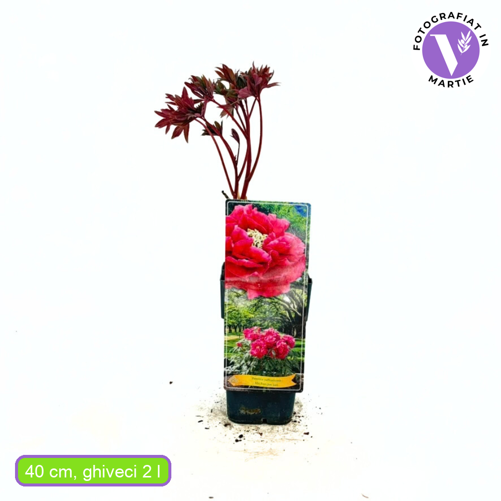 Bujor Copac Mo Run Jue Lun