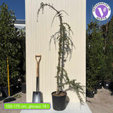 Cedru albastru Glauca Atlantica (Pendula), conifer curgator cu ace albastre-argintii, vesnic verde, forma eleganta