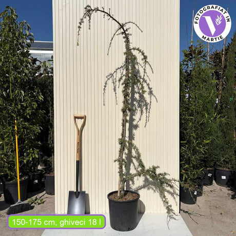 Cedru albastru Glauca Atlantica (Pendula), conifer curgator cu ace albastre-argintii, vesnic verde, forma eleganta