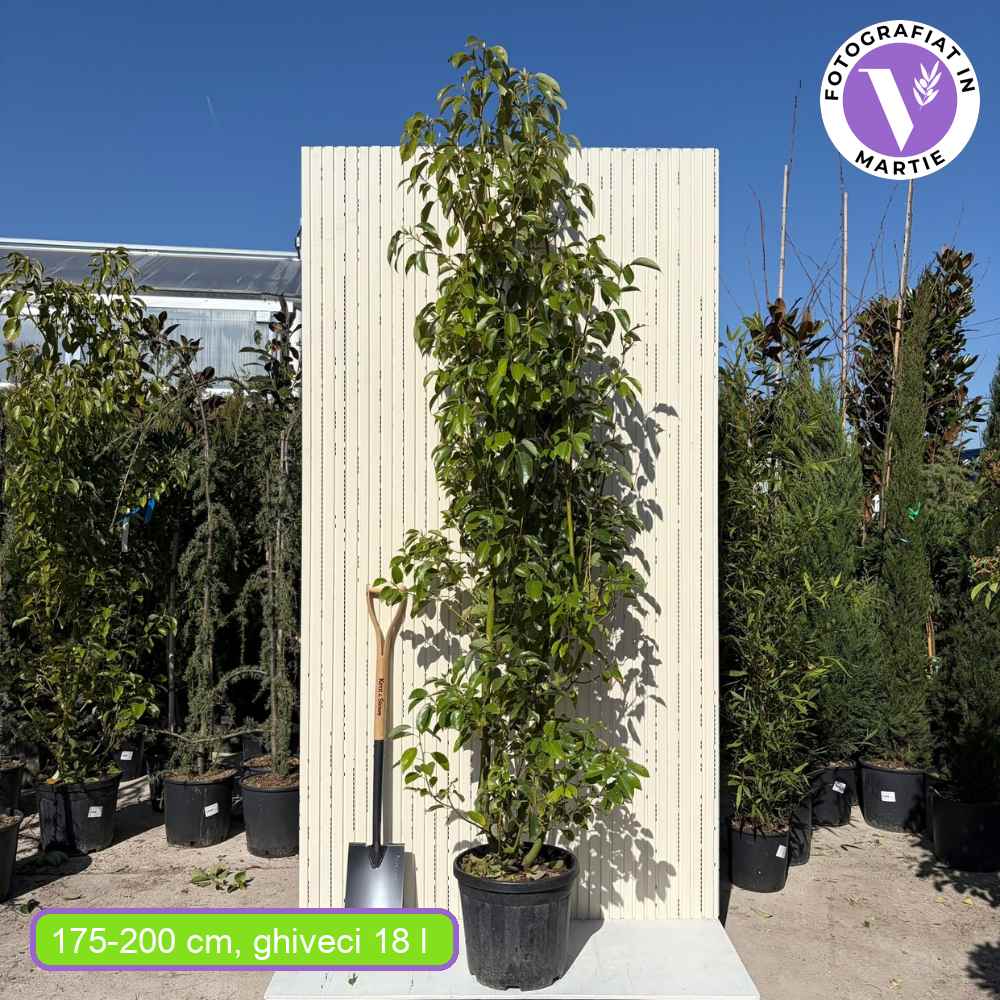 Copac de scortisoara (Cinnamomum camphora), parfum puternic, crestere rapida, frunzis persistent