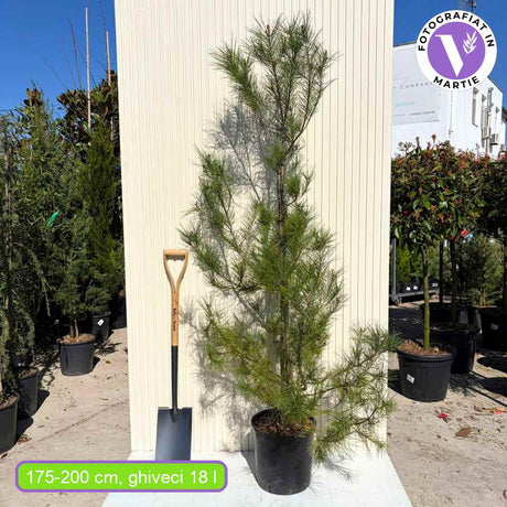 Pin de Alep (Pin Halepensis), conifer mediteranean vesnic verde, rapid, rezistent seceta