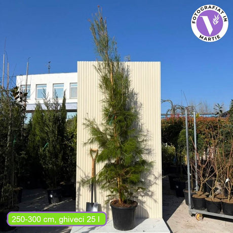 Pin de Alep (Pin Halepensis), conifer mediteranean vesnic verde, rapid, rezistent seceta