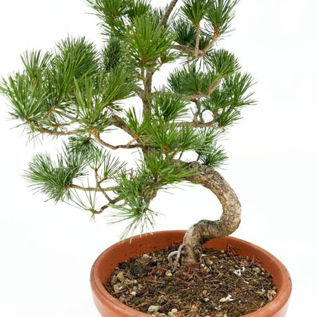 Pin Moyogi Bonsai, pin japonez alb modelat bonsai stil Moyogi, conifer vesnic verde, trunchi curbat, pentru gradina si terasa
