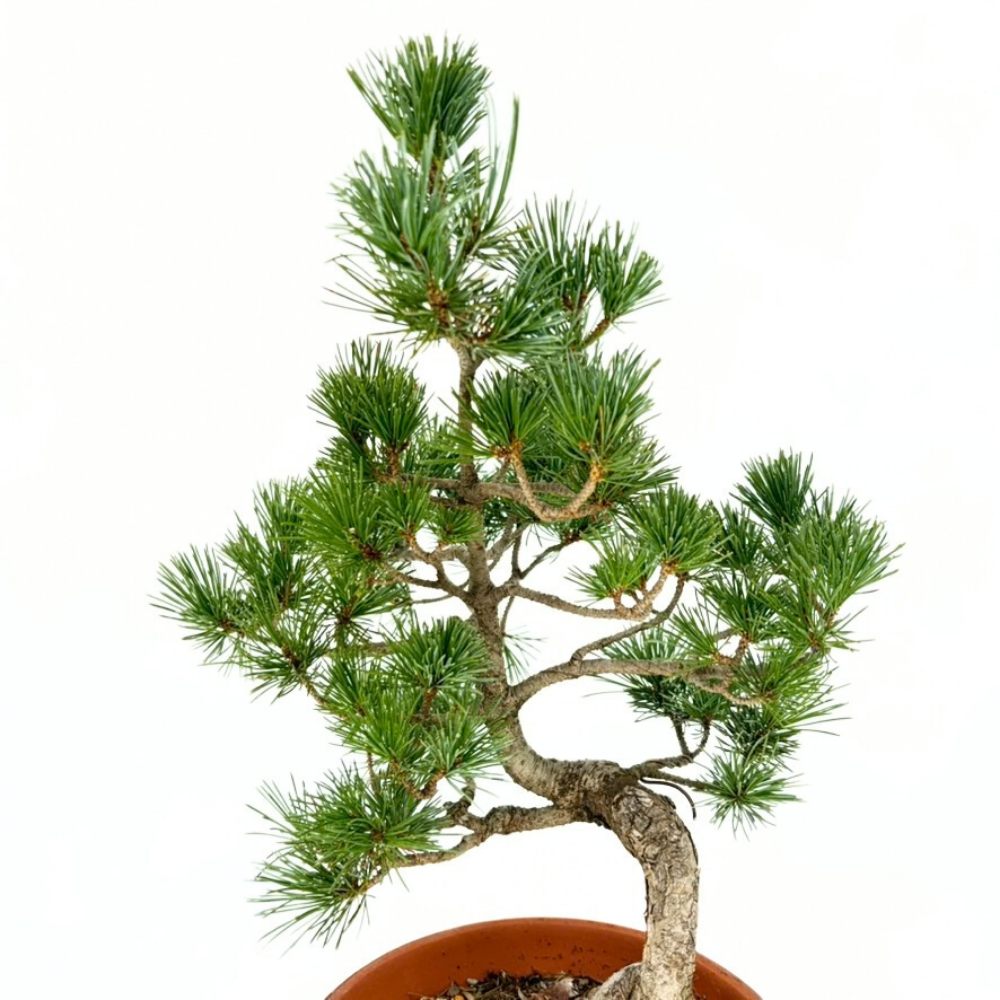 Pin Moyogi Bonsai, pin japonez alb modelat bonsai stil Moyogi, conifer vesnic verde, trunchi curbat, pentru gradina si terasa